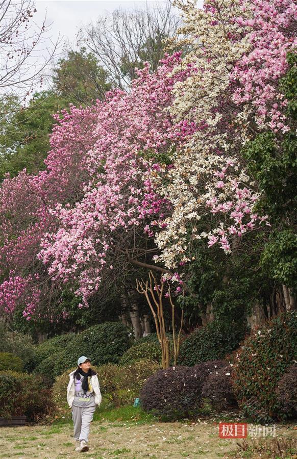 路边玉兰香满枝，望若“花瀑”