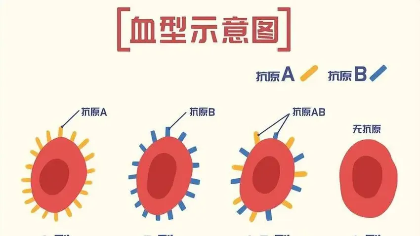 四大血型寿命排行榜：B型平均年龄77岁，排第2，哪个是第一名？