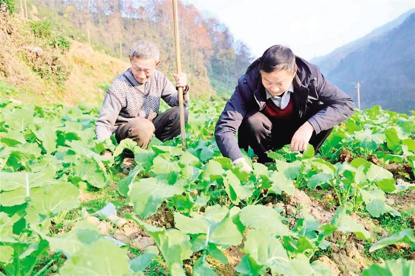 岚皋3万余亩油菜冬管忙