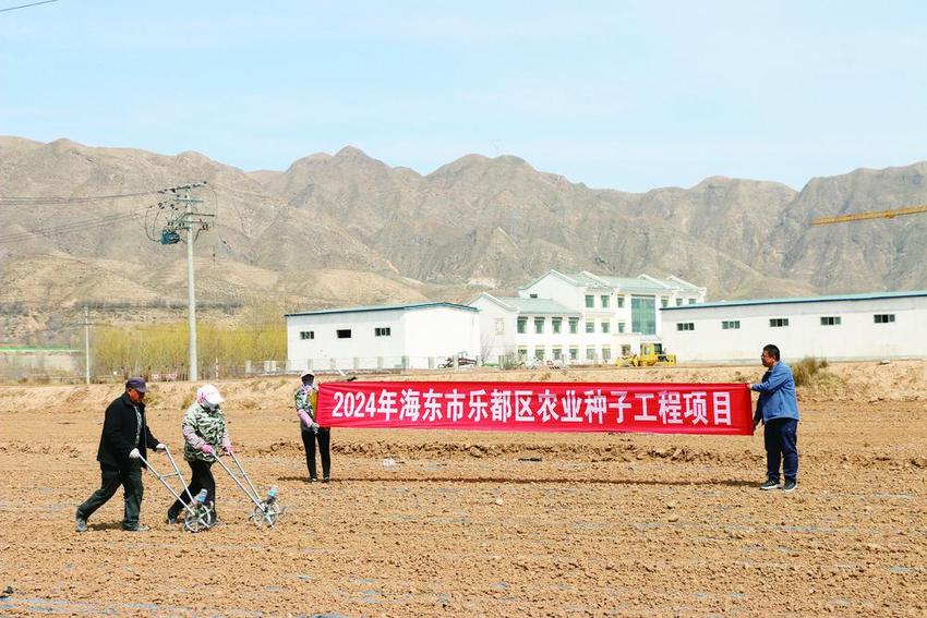 乐都油菜新品种示范工作进展顺利