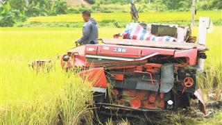 11万亩水稻开镰   机械收割确保“颗粒归仓”