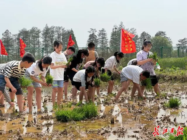 “我以后再也不挑食了”，这所学校让孩子们去插秧