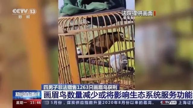 4男子非法猎售1263只画眉鸟 最高获刑五年半