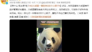 大熊猫佛坪救护繁育研究基地，网友：跟七仔一样都有800个心眼