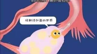 只剩一侧输卵管的情况下，还能怀宝宝吗？