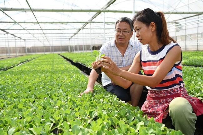 高温下 自贡荣县鼎新镇干部群众全力护佑1500万株菜苗迎“烤”