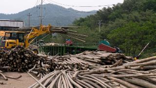 杭州余杭百丈聚力竹产业振兴 续写现代化美丽城镇惠民利民新篇章