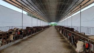 贵银助力肉牛养殖 带动农民增收致富