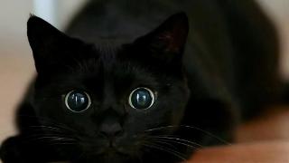 黑猫不吉利？英国夫妻收养流浪黑猫，半年后中了百万英镑大奖！