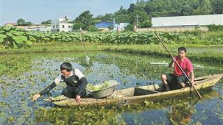 海菜花成“致富花”