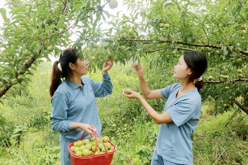 习水：蜂糖李“甜蜜上市” 线上线下产销两旺