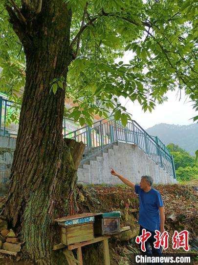 华南教育历史研学基地发现一株百年锥栗古树