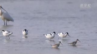 东平湖湿地迎来大批迁徙水鸟