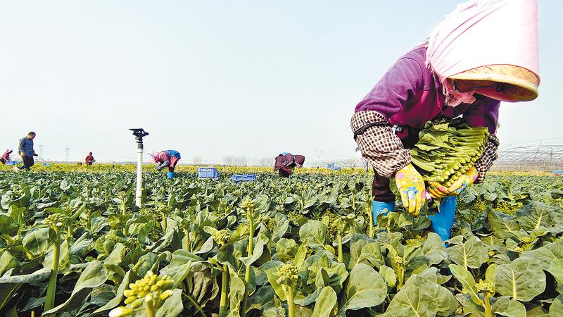 蔬菜直供粤港澳 田间种满致富苗