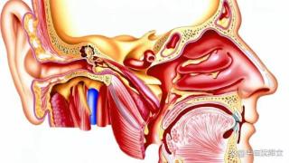 鼻窦炎「真相」，毫无保留教给你
