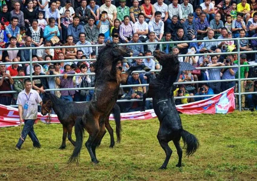 今日起，广西芦笙和斗马文化保护条例施行