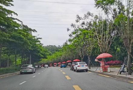 端午节前后本地荔枝即将上市