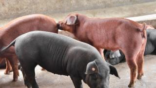 牧原股份：今年公司预计出栏生猪6500万头至7100万头