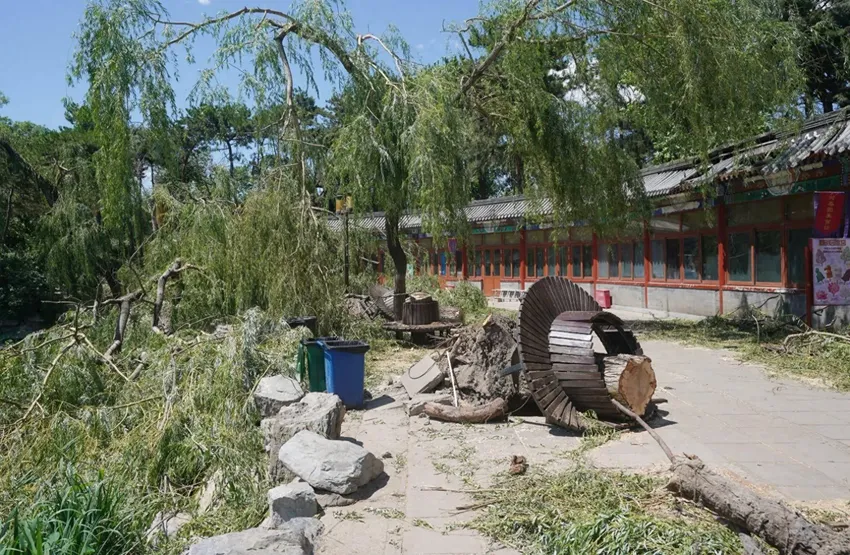 圆明园明日开园！风雨中倒伏的树木怎么样了？实地探访