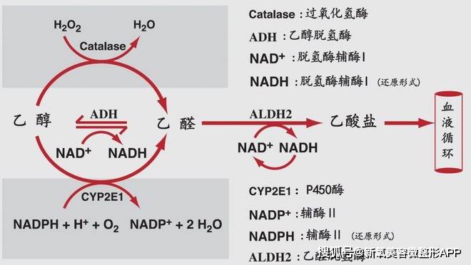 泫雅酒后吐真言，金晓钟气到哭，年轻人真的需要护肝吗？