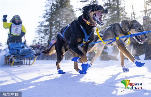 美国举办雪橇犬马拉松比赛 狗狗雪中奋力狂奔