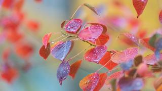 临沂：初冬雨中的乌桕叶