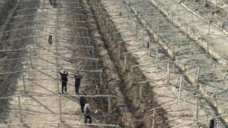 吐鲁番60万亩葡萄架迎来“起春藤”时节