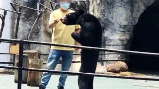 南昌动物园一黑熊被形容骨瘦如柴，工作人员：非人为强迫