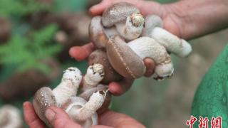 （乡村行·看振兴）江西新余：香菇飘香丰收忙 “小菌菇”做成“大产业”