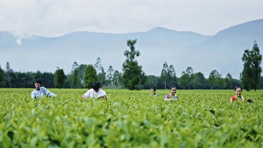 云南耿马：聚力打造“耿茶”品牌