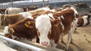 架子牛怎样育肥最快？如何选购架子牛进行育肥？这些工作很重要