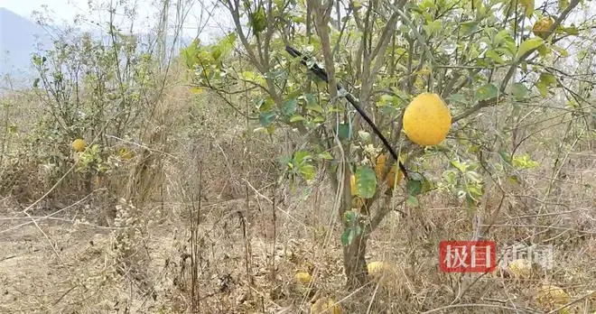 夫妇投资两千万在云南建果园屡遭野象破坏，基地运作近乎瘫痪，人象冲突何解？