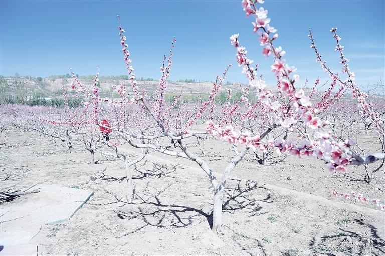 人间四月天 相约“桃花源”