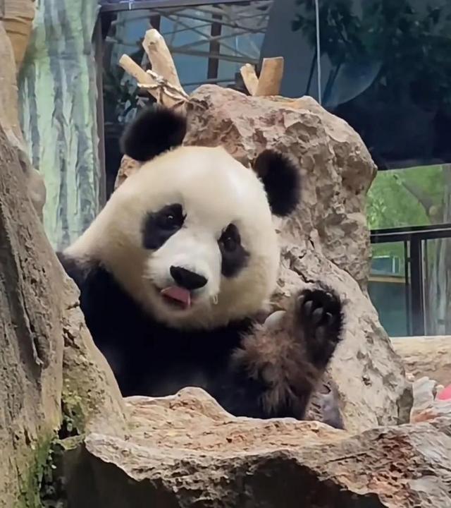 北京动物园大熊猫宝宝的生日