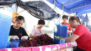 漳州开发区：从枝头甜到心头 1.5万亩杨梅林产销两旺