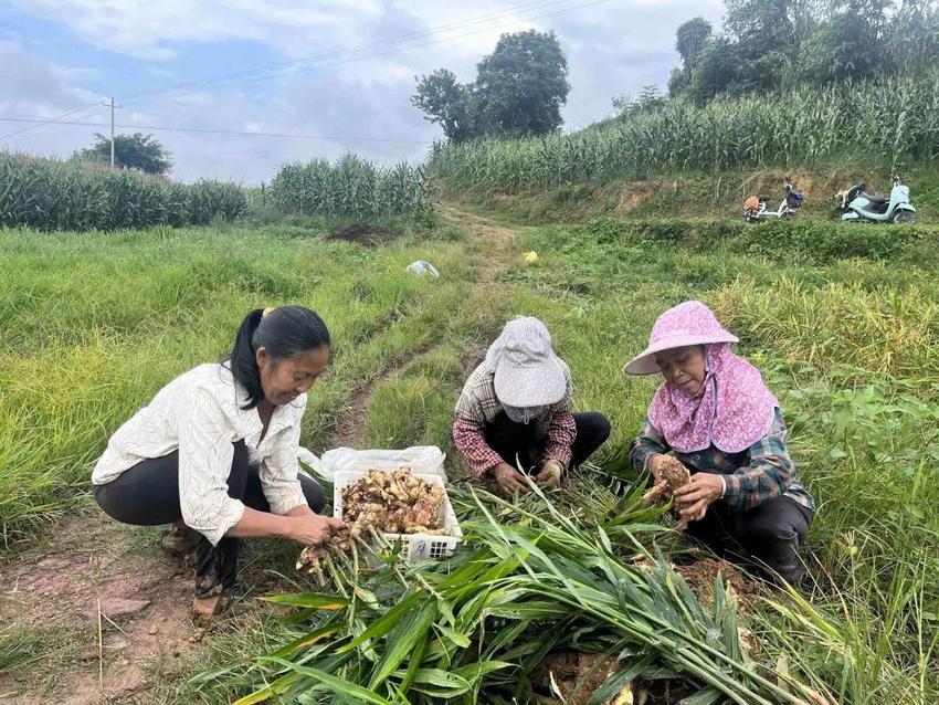 云南双江：“菜篮子”鼓起农户“钱袋子”