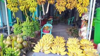 椰子、芭蕉价格上涨！缅甸传统拜神者明显减少
