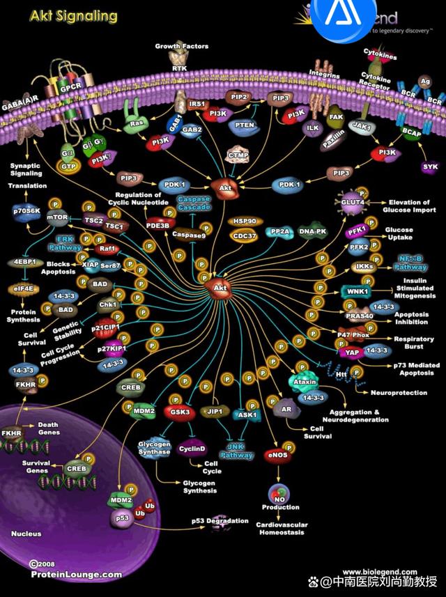 AKT信号传导途径在许多疾病中