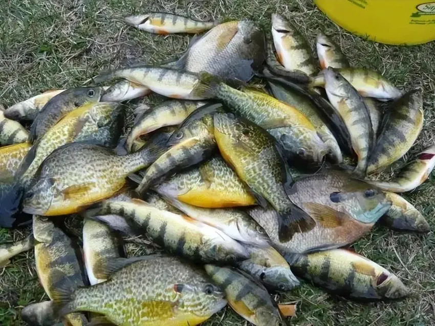 外来物种惊现！半小时钓二三十条鱼潜贵州河流，会带来生态灾害吗