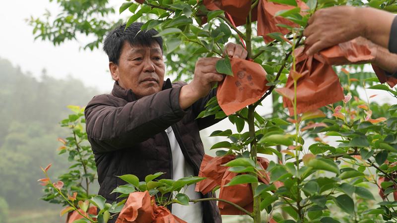 百里杜鹃大水乡箐山村：长寿梨套袋促增收 乡村振兴动力足