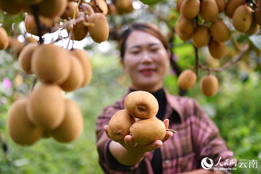 云南西畴：荒山变绿洲 石漠结花果