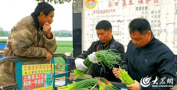 兰陵蒜薹入库记②：蒜薹不愁卖，收购商来到田间地头