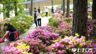 长沙省植物园450亩拥有国内外杜鹃属植物盛花期