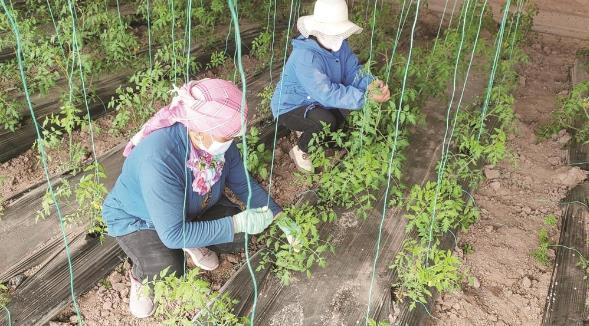 海拔3700米高原上种出有机蔬菜