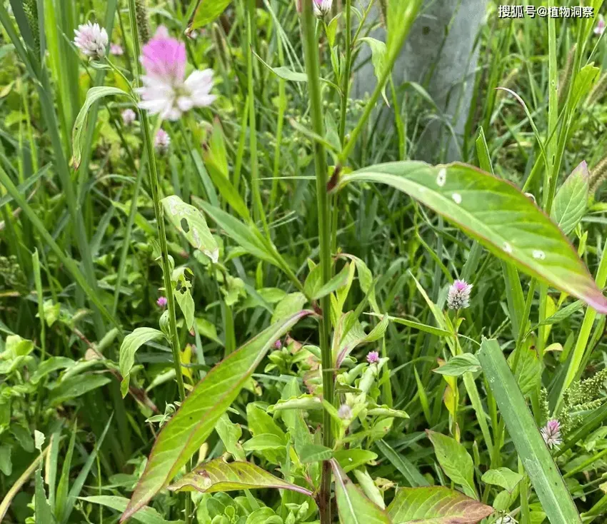 花形似鸡冠，俗称“鸡冠花”，又名青葙，籽拿来煮水，清肝明目！