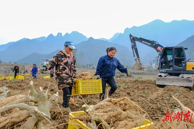 龙山县洗洛镇高寨村葛根种植基地