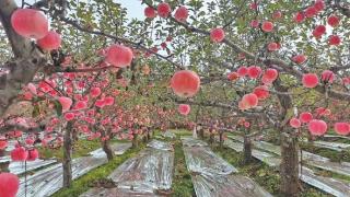 苹果满枝头  丰产又增收