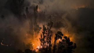 俄罗斯森林消防部门一昼夜内扑灭95场野火