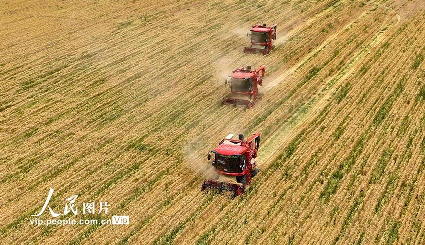 甘肃张掖：57万多亩小麦开镰收割