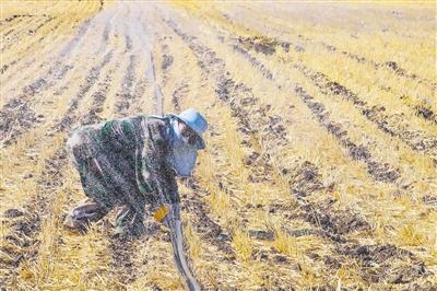 抓好“三夏”生产 保障粮食安全·抗旱保秋｜战高温 灌溉忙